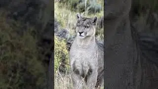 Puma Paradise - Patagonia