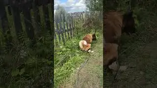 Грэйс 🐾