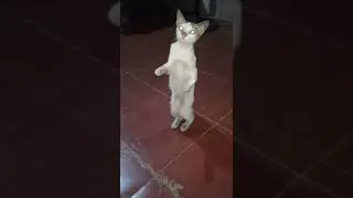 Funny Cat Standing with Two Feet | Kimpay the Cat #shorts
