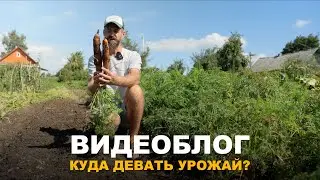 ВИДЕОБЛОГ: ПРИГЛАШАЮ В ГОСТИ. Обзор огорода и урожая, когда убирать морковь.
