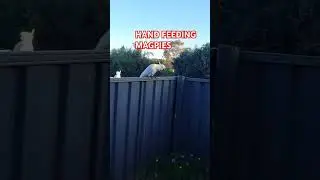HAND FEEDING MAGPIES 🇦🇺🪃🦅🕊🐦🦜