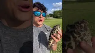 Poisonous Puffer Catch-And-Cook