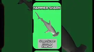 SHARK HAMMER green screen. Footage animation of the GREEN SCREEN.