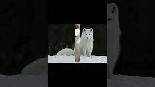 Песе́ц, или полярная лисица