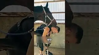 Изобрел новое копыто для лошади 🐎 😱 