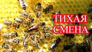 САМАЯ КАЧЕСТВЕННАЯ МАТКА - это матка 