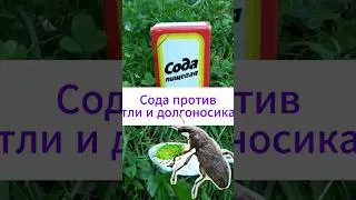 Сода против тли и долгоносика!  