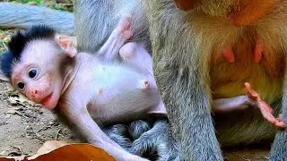 A cute newborn baby monkey doesn't have milk from mom