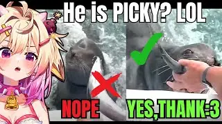 This Cute Seal Can Tell The Difference Between Fish! | Rosiebellmoo Reacts To Daily Dose Of Internet