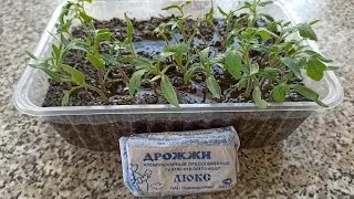 Подкормка рассады Дрожжами до пикировки  Как подкормить и какие пропорции