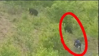 Пьяный мужик побежал к медведям