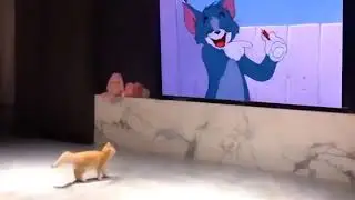 Tom and Jerry shorts, funny real cute cat response like cartoon.