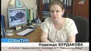 Житель Верхнего Тагила на удочку поймал пиранью