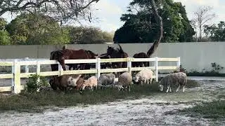 A day at the ranch with horses