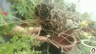 Пересадка растений методом 