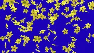 Flowers Falling Green Screen and Blue Screen Video Background No Copyright Footage