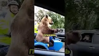 Он перевозит медведя в коляске мотоцикла 🏍️🤷‍♂️🐻