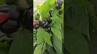 ЗАВЯЗЬ ПОД ЗАВЯЗКУ. Перец, томаты,  баклажаны, огурцы, лук, чеснок, капуста, помидоры, овощи.