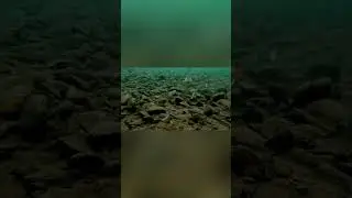 Большой Ленок-Подводная съемка |рыбалка в России | #fishing  #рыбалка #shorts