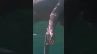 underwater