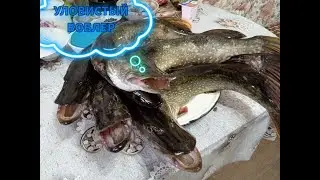 ЛОВИМ ЩУКУ В СЕНТЯБРЕ 2023 году. С ЛОДКИ НА УЛОВИСТЫЙ ВОБЛЕР.