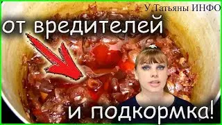 Настой из ЛУКОВОЙ ШЕЛУХИ для ОГРОМНЫХ УРОЖАЕВ!!!