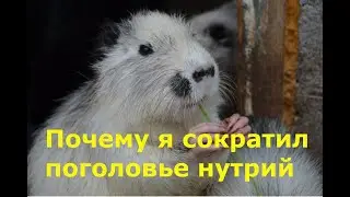 Почему я сократил поголовье нутрий.