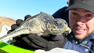 Cold Shocked Sea Turtles!