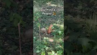 Бегают, и ничего не боятся 🐿️
