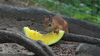 Кормлю белок в дождь / Feeding squirrels in the rain