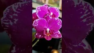 Опять орхидея с Медалью от азиатского поставщика Shining Orchid. #shorts #Orchid #phalenopsis