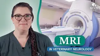 Pet MRI: Why MRI is Preferred in Veterinary Neurology