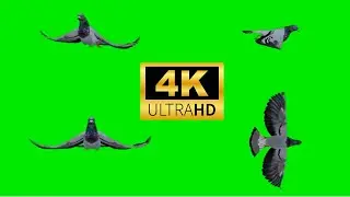 3 Pigeon Green Screen || 4K || Dove Green Screen || 2023 #5