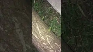 Сила Жизни