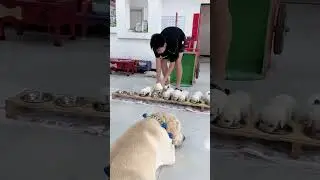 Cute Puppies Eating Meal While Mother Is Guarding Them #cutepuppy #puppy #doglovers