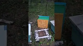у нас побывал гость на пасеке