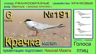 Крачка малая. 6 часть. Голоса птиц