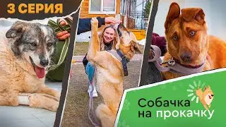 СОБАЧКА НА ПРОКАЧКУ 3 серия: что случилось с Серёгой? | Новые задания и другие собаки в ветклинике