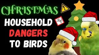 Christmas Pet Bird Household Dangers | BirdNerdSophie