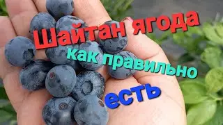 Как правильно есть "Шайтан ягоду" 😄😄