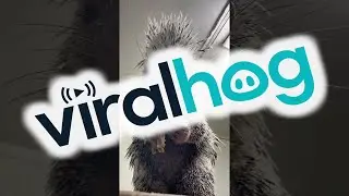 Sal The Porcupine Loves Bananas || ViralHog