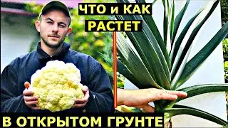 В гостях В ОГОРОДЕ ПРО открытый грунт Подмосковье август