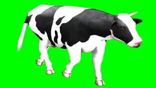 Green Screen Cow full animation in all directions