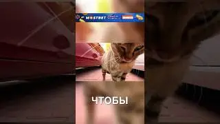 Прогулка от лица котика 😂 #история #истории #новости #новость #shorts