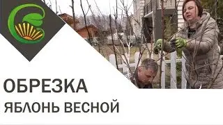 Обрезка яблонь весной