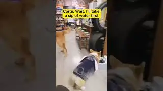 Corgi Fight   Angry dog story #shortsviral