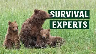 Epic Bear Encounters: Family Tensions and Winter Survival