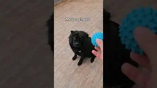 MEU CACHORRO É DIFERENTE 😐💜 