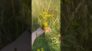 ЛУЧШАЯ трава для ЖКТ #зож #здоровье #пп