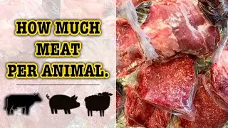 WHAT IS THE BEST ANIMAL TO RAISE FOR MEAT? | COWS, SHEEP, PIGS CHICKENS HOW MUCH MEAT beef lamb pork